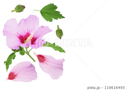 Pink hibiscus flower isolated on white background. Top view with copy space for your text. Flat lay. Pink hibiscus flower isolated on white background. Top view with copy space for your text. Flat lay. 110616493
