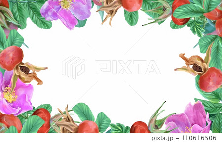 Rosehip, flowers, leaves, berries, frame. Graphic illustration isolated on white background. Cards, invitations, flyers, banners, labels, packaging. 110616506