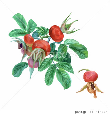 Rosehip, berries and twig. Botanical illustration isolated on white background. Cards, invitations, packaging, covers, labels, posters. Rosehip, berries and twig. Botanical illustration isolated on white background. Cards, invitations, packaging, covers, labels, posters. 110616557