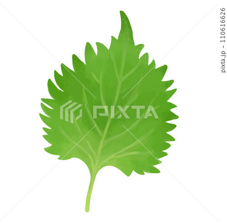 しそ 大葉の手描き風イラスト しそ 大葉の手描き風イラスト 110616626