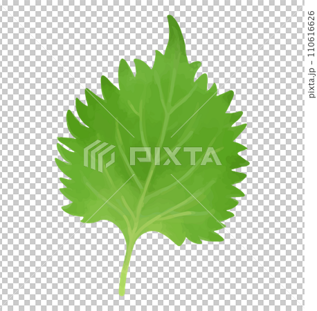 しそ 大葉の手描き風イラスト しそ 大葉の手描き風イラスト 110616626