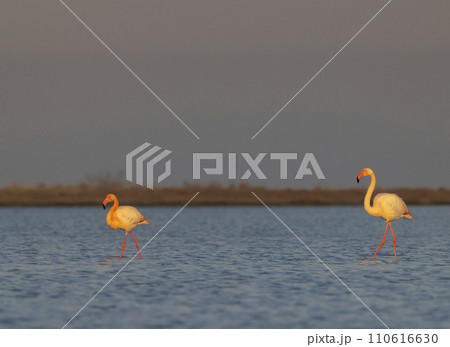 Flamingo in Parc Naturel regional de Camargue, Provence, France Flamingo in Parc Naturel regional de Camargue, Provence, France 110616630