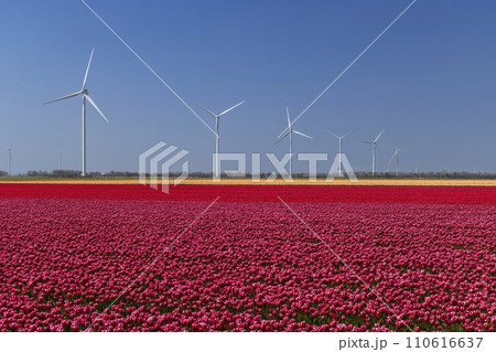wind turbines with tulip field, North Holland, Netherlands wind turbines with tulip field, North Holland, Netherlands 110616637