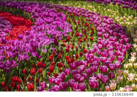 Keukenhof flower garden - largest tulip park in world, Lisse, Netherlands Keukenhof flower garden - largest tulip park in world, Lisse, Netherlands 110616640