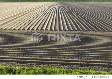 Spring view of potato field just after planting, Netherlands 110616651