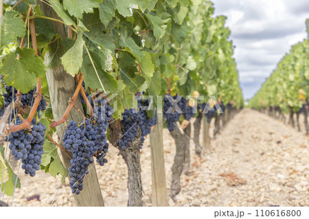 Typical vineyards near Pomerol, Aquitaine, France 110616800
