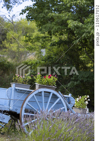 blue wooden cart with lavenders in Provence, France blue wooden cart with lavenders in Provence, France 110617052