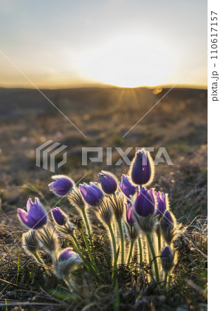 Pasque flower, National park Podyji, Southern Moravia, Czech Republic 110617157