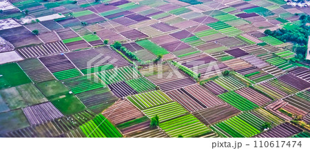 aerial view of rice fields 110617474