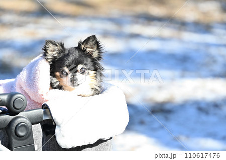犬用カートで雪道散歩 チワワ 犬用カートで雪道散歩 チワワ 110617476