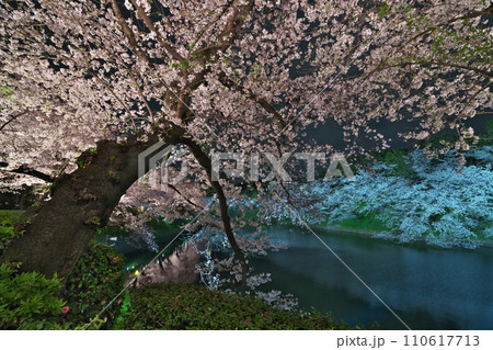 早春3月 千鳥ヶ淵にライトアップされた満開の桜木 早春3月 千鳥ヶ淵にライトアップされた満開の桜木 110617713