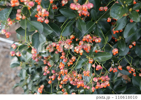 赤い実をつけたモッコク 110618010