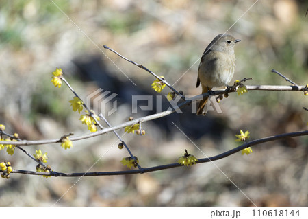 ジョウビタキ ジョウビタキ 110618144