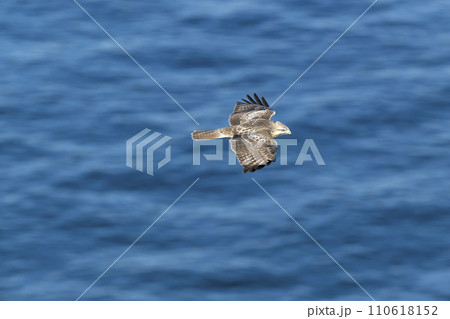 ハイタカ 110618152