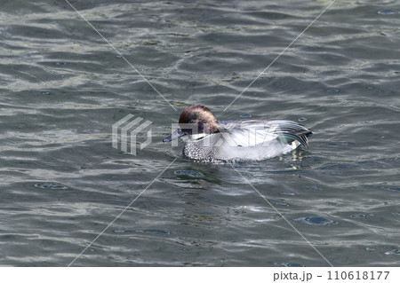 ヨシガモ ヨシガモ 110618177