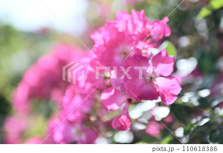 咲き誇るバラの花 咲き誇るバラの花 110618386