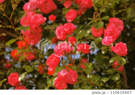 咲き誇るバラの花 咲き誇るバラの花 110618407