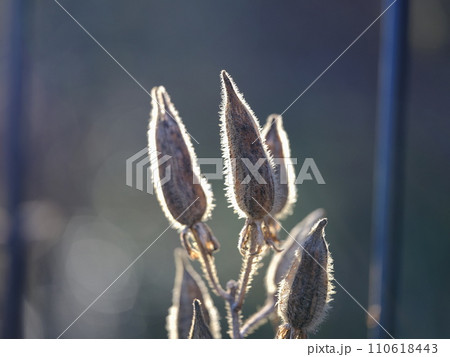 トロロアオイの実 110618443