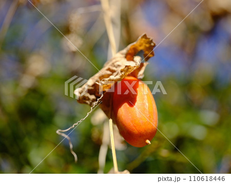 カラスウリ 110618446