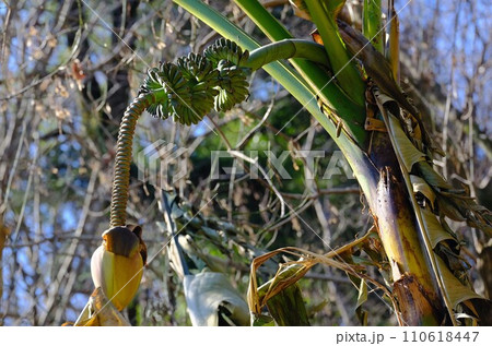バナナの木 110618447