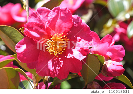 サザンカ(山茶花) サザンカ(山茶花) 110618631