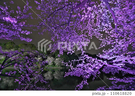 早春3月 千鳥ヶ淵のパープルにライトアップされた満開夜桜 早春3月 千鳥ヶ淵のパープルにライトアップされた満開夜桜 110618820