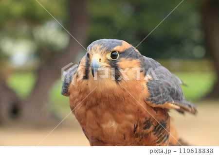 鋭い眼光のハヤブサ　鷹狩りの鷹 110618838