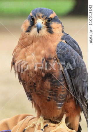 鋭い眼光のハヤブサ　鷹狩りの鷹 110618842