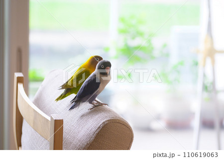 リビングで寛ぐボタンインコ リビングで寛ぐボタンインコ 110619063