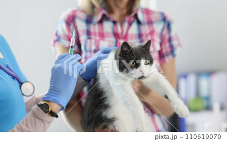 Veterinarian doctor in gloves gives an injection to cat 110619070
