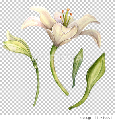 Watercolor white flowers isolated on white background. Easter floral botanical Illustration hand drawn. Set with white lily, stem and leaves. Element for invitation, backdrop, Easter decorations Watercolor white flowers isolated on white background. Easter floral botanical Illustration hand drawn. Set with white lily, stem and leaves. Element for invitation, backdrop, Easter decorations 110619091