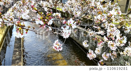 大阪八尾の長瀬川沿いに咲く桜 110619281