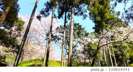 大阪八尾河内国二宮の恩智神社の石段の横の桜の風景 110619341