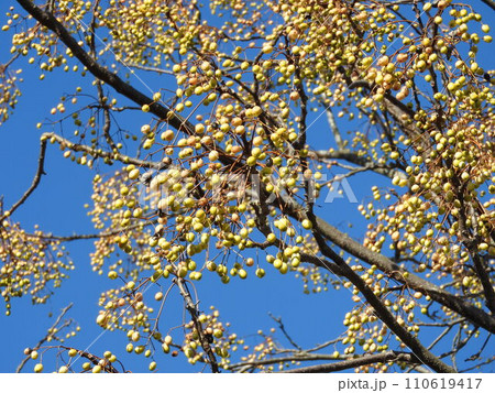 落葉高木「センダン」の実 落葉高木「センダン」の実 110619417