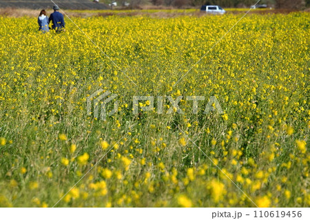 春の訪れを告げる菜の花畑を散歩する夫婦 110619456
