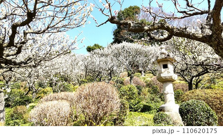 兵庫県宝塚の中山寺の梅林の白梅と石灯籠 兵庫県宝塚の中山寺の梅林の白梅と石灯籠 110620175