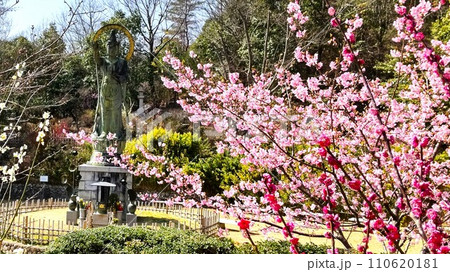 兵庫県宝塚中山寺梅林の観音像と紅白梅 兵庫県宝塚中山寺梅林の観音像と紅白梅 110620181