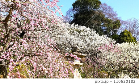 兵庫県宝塚の中山寺の梅林の白梅と石灯籠 兵庫県宝塚の中山寺の梅林の白梅と石灯籠 110620182
