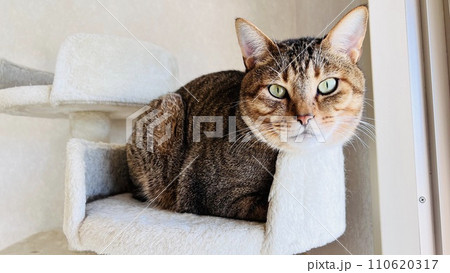 【保護猫】キャットタワーの上でまったりくつろぐキジトラ猫 【保護猫】キャットタワーの上でまったりくつろぐキジトラ猫 110620317