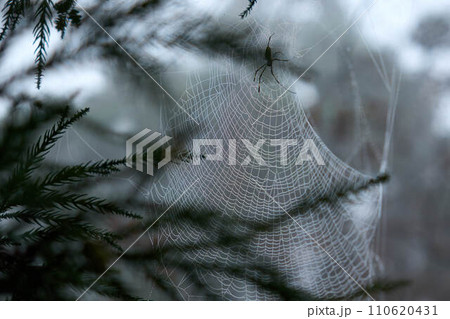 朝露に濡れた蜘蛛の巣の模様 110620431