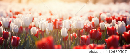 Red and white tulip field blurred background 110620507
