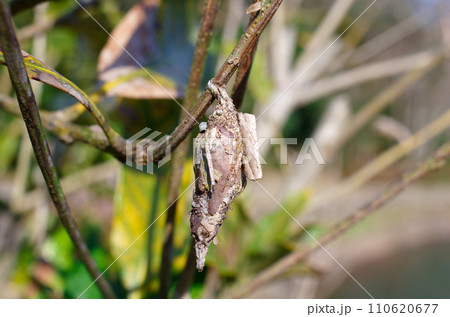 激減したミノムシ 110620677