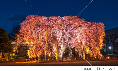 杵原学校の枝垂れ桜（ライトアップ） 110621077