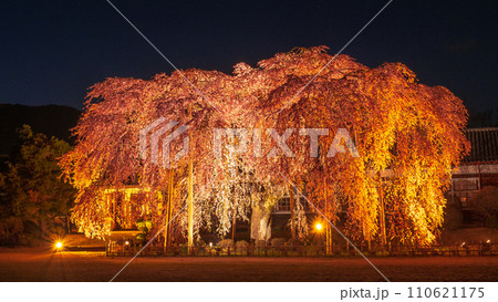 杵原学校の枝垂れ桜(ライトアップ) 杵原学校の枝垂れ桜(ライトアップ) 110621175