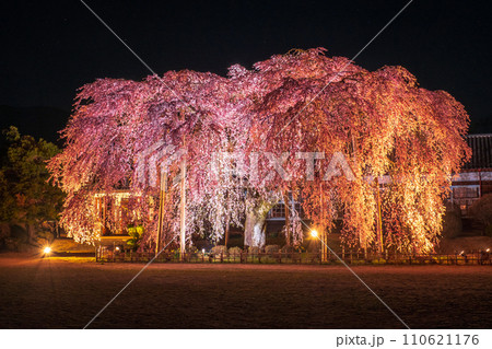 杵原学校の枝垂れ桜(ライトアップ) 杵原学校の枝垂れ桜(ライトアップ) 110621176