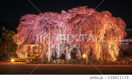 杵原学校の枝垂れ桜(ライトアップ) 杵原学校の枝垂れ桜(ライトアップ) 110621178