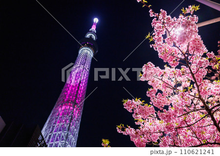 東京スカイツリー　河津桜のライトアップ 110621241