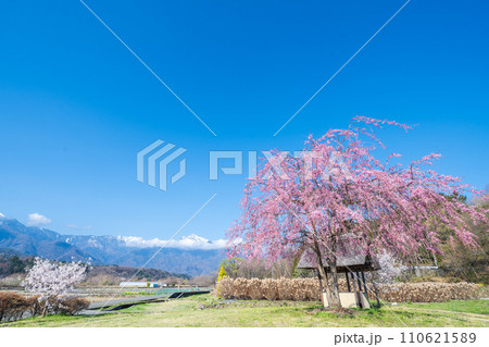 「山梨県」快晴の空と水車の里公園の桜咲く風景 「山梨県」快晴の空と水車の里公園の桜咲く風景 110621589