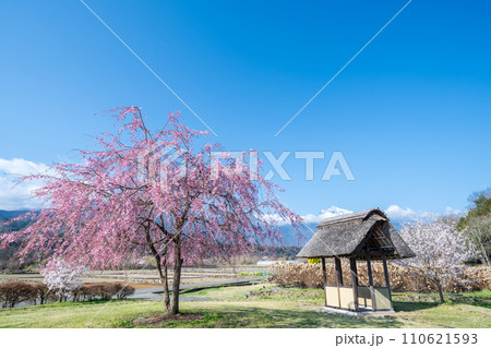 「山梨県」快晴の空と水車の里公園の桜咲く風景 110621593