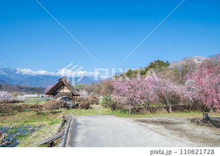 「山梨県」快晴の空と水車の里公園の桜咲く風景 110621728